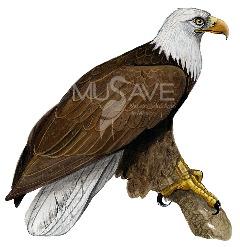 &aacute;guila cabeza blanca