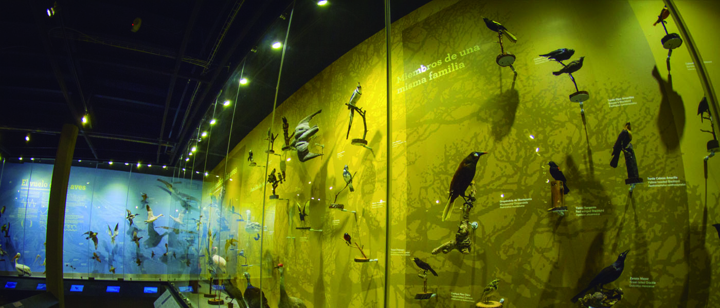 Museo de Las AVES