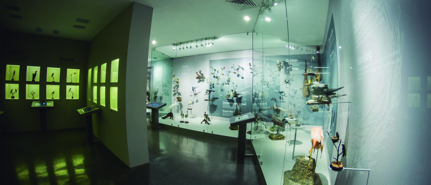 Museo de Las AVES