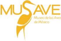 MUSAVE - Museo de las Aves de México MUSAVE - Museo de las Aves de México