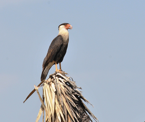 Caracara quebrantahuesos