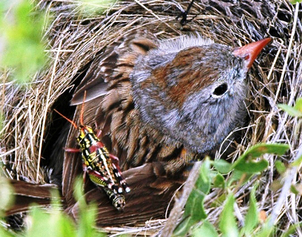 Gorrión de Worthen anidando