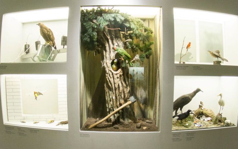 Amenazas para las aves