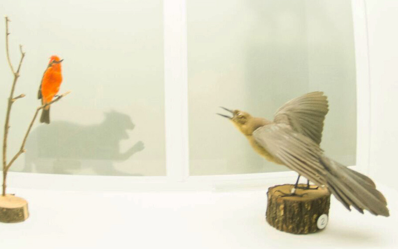 Amenazas para las aves