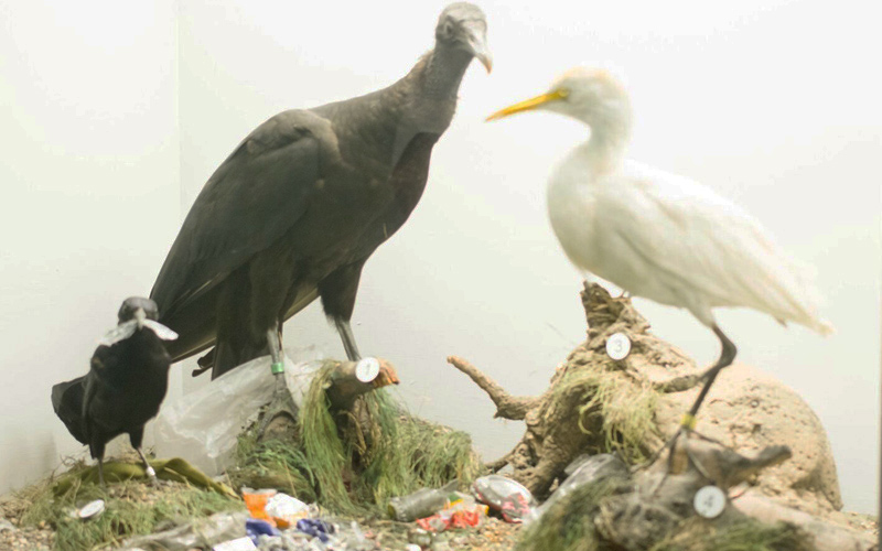 Amenazas para las aves