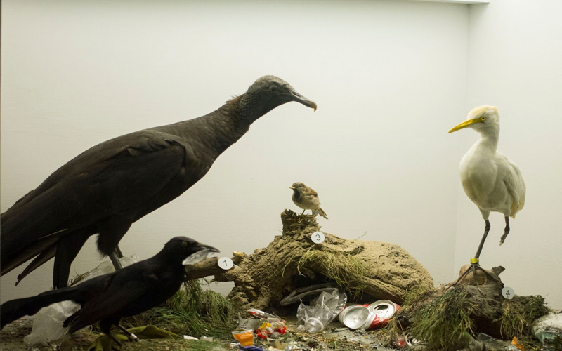 Amenazas para las aves