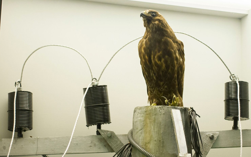 Amenazas para las aves