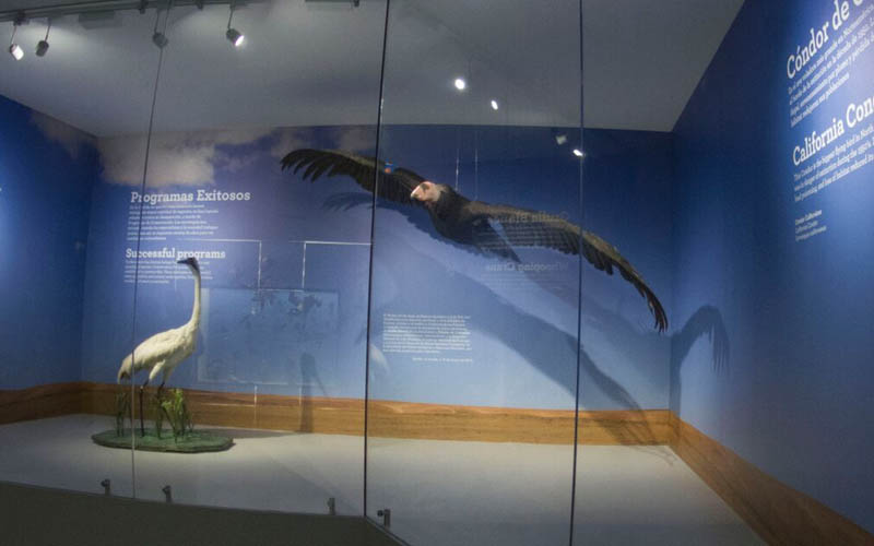 Grulla Blanca –a la izquierda- Cóndor de California –a la derecha.