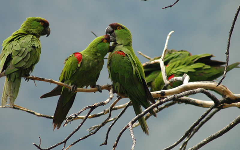 Cotorra Serrana Oriental