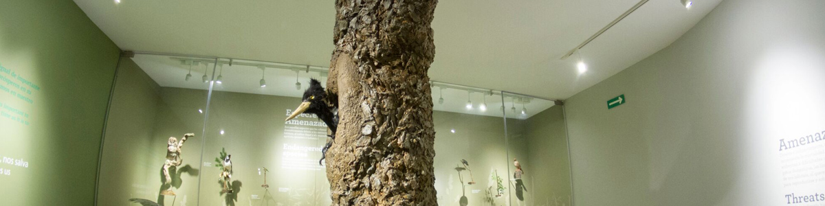 Amenazas para las aves