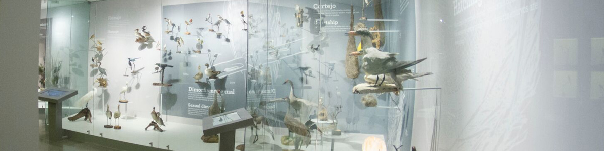 ¿Cómo son las aves?