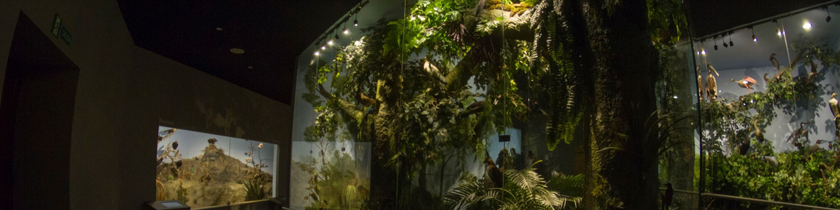 ¿Dónde viven la aves?