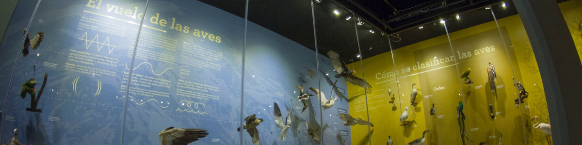 Origen del museo y las aves